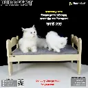 Purrfect - Cat Bed | CB1-004